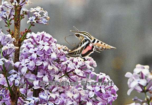 hyles lineata 3 graphic